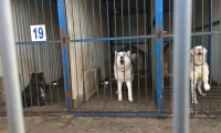 schronisko_05
